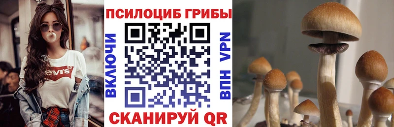 Псилоцибиновые грибы Cubensis  Ногинск 